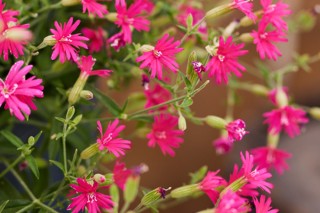 img-1: Смолевка Розалин F1 [100 шт] - ООО «Семена Тут»