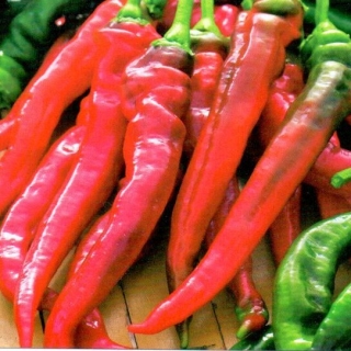 img-0: Перец Красный Рог - ООО «Семена Тут»