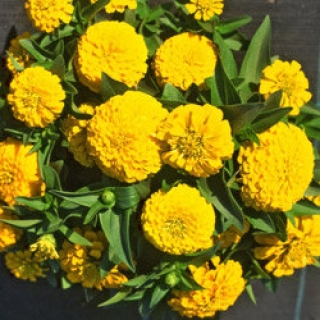 Цинния Тополино Еллоу [1000 шт] - ООО «Семена Тут»