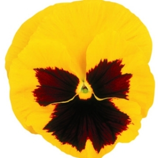 img-0: Виола крупноцветковая Матрикс Еллоу Блотч [50 шт] - ООО «Семена Тут»