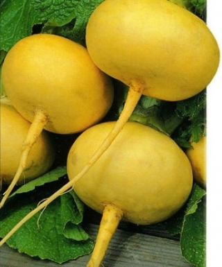 img-1: Репа Петровская 1 - ООО «Семена Тут»