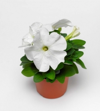 img-1: Петуния грандифлора Дувет Вайт [1000 драже] - ООО «Семена Тут»