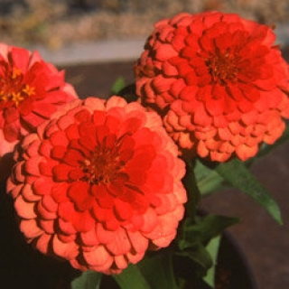 Цинния Тополино Салмон [1000 шт] - ООО «Семена Тут»