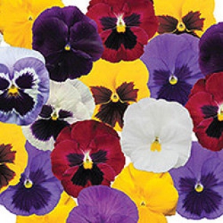 img-1: Виола крупноцветковая Пауэр Микс [100 шт] - ООО «Семена Тут»