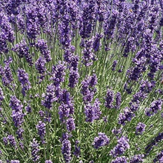 Лаванда Элеганс Скай [1000 шт] - ООО «Семена Тут»