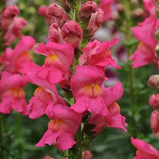 Львиный зев Потомак (группа 3,4) Роуз [1000 шт] - ООО «Семена Тут»