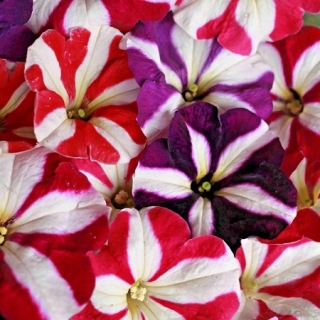 Петуния мультифлора Джоконда Стар Микс [1000 драже] - ООО «Семена Тут»