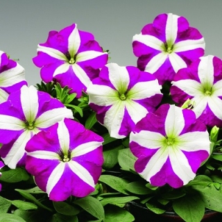 Петуния мультифлора Ура Роуз Стар [100 драже] - ООО «Семена Тут»