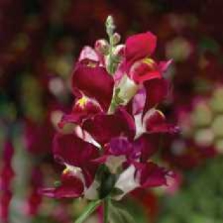 Львиный зев Снаптини Бургунди Биколор [1000 шт] - ООО «Семена Тут»