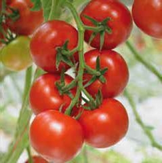 Томат Дирк F1 - ООО «Семена Тут»