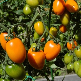 Томат Золотое руно - ООО «Семена Тут»