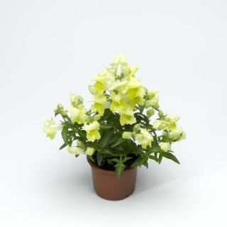 img-1: Львиный зев Снаптини Еллоу [1000 шт] - ООО «Семена Тут»