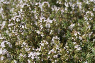 img-1: Тимьян Оранжело [1000 шт] - ООО «Семена Тут»