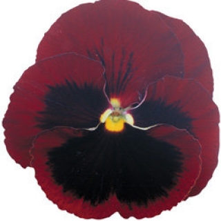 Виола крупноцветковая Пауэр Ред виз Блотч  [1000 шт] - ООО «Семена Тут»