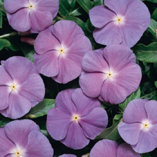 Катарантус Хитвэйв Блю виз Ай [1000 шт] - ООО «Семена Тут»