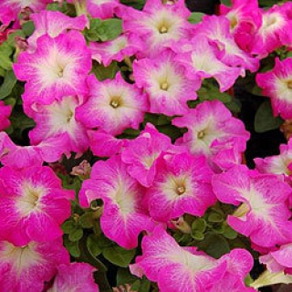 Петуния грандифлора Лимбо Джи Пи Роуз Морн [1000 драже] - ООО «Семена Тут»