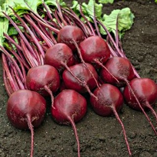 Свекла Барон [фракция 3,5-4,5 мм] (инкруст.семена) - ООО «Семена Тут»