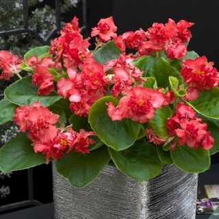 Бегония вечноцветущая махровая Фиона Ред [250 драже] - ООО «Семена Тут»