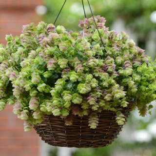 Орегано декоративное Киригами [1000 шт] - ООО «Семена Тут»