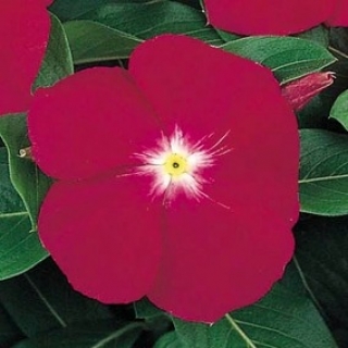 Катарантус Виктори Кармин [1000 шт] - ООО «Семена Тут»