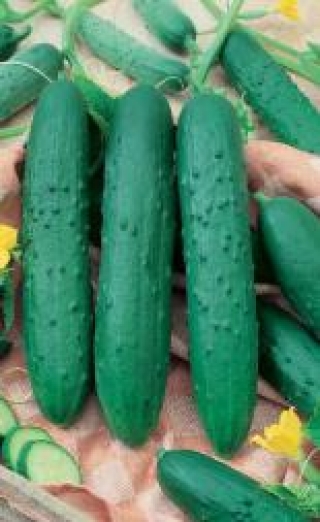 img-1: Огурец Зозуля F1 - ООО «Семена Тут»
