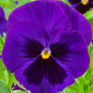 Виола крупноцветковая Экстрада Блю виз Блотч  [100 шт] - ООО «Семена Тут»