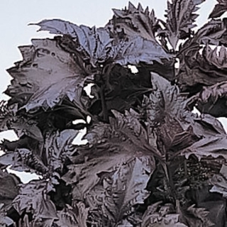 img-0: Базилик декоративный Пёпл Рафлс F1 [1000 шт] - ООО «Семена Тут»