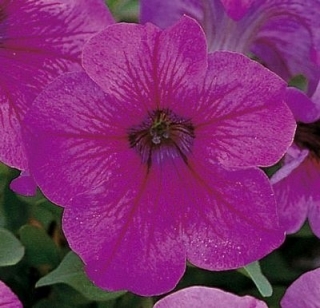 Петуния грандифлора Игл Плам Вейн [100 драже] - ООО «Семена Тут»