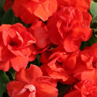 Бальзамин махровый Афина Оранж [1000 шт] - ООО «Семена Тут»