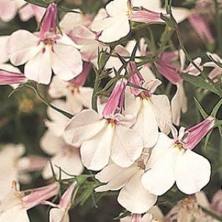 Лобелия ампельная Регата Лилак Сплэш [100 м/драже] - ООО «Семена Тут»