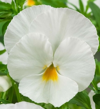 Виола крупноцветковая Экстрада Вайт [1000 шт] - ООО «Семена Тут»
