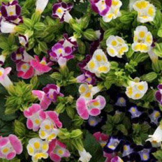 Торения Каваи Микс [250 драже] - ООО «Семена Тут»