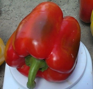 Перец Фавилла F1 - ООО «Семена Тут»