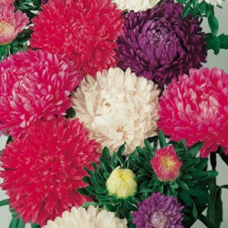 img-0: Астра Миледи Микс [5 гр] - ООО «Семена Тут»