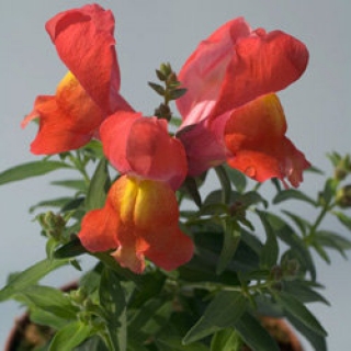 Львиный зев Снэппи Оранж [1000 шт] - ООО «Семена Тут»