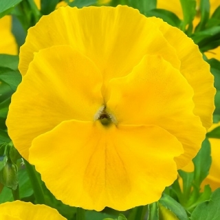 Виола крупноцветковая Экстрада Еллоу [1000 шт] - ООО «Семена Тут»