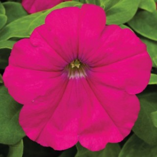 Петуния мультифлора Мираж Кармин [1000 драже] - ООО «Семена Тут»