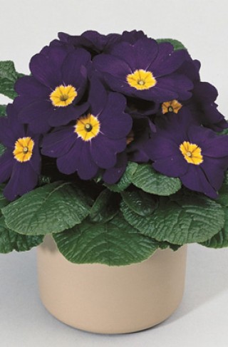 img-1: Примула Орион Блю [1000 шт] - ООО «Семена Тут»