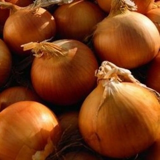 img-0: Лук репчатый Барито F1 - ООО «Семена Тут»