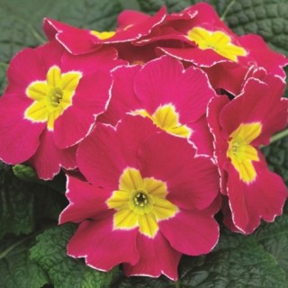 Примула Орион Роуз Фрост [1000 шт] - ООО «Семена Тут»