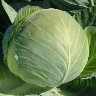 Капуста белокочанная Бригадир F1 - ООО «Семена Тут»