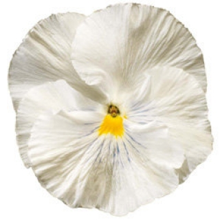 Виола крупноцветковая Колоссус Вайт [100 шт] - ООО «Семена Тут»