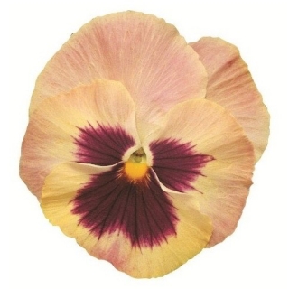 Виола крупноцветковая Экстрада Пич Шейдес виз Блотч  [100 шт] - ООО «Семена Тут»