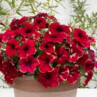 Петуния грандифлора Романтика Софи [1000 драже] - ООО «Семена Тут»