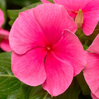 img-0: Катарантус Кора Дип Строуберри [1000 шт] - ООО «Семена Тут»