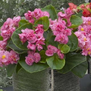 Бегония вечноцветущая махровая Фиона Роуз [100 драже] - ООО «Семена Тут»