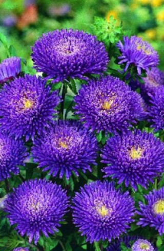 img-1: Астра Бонита  Блю [2500 шт] - ООО «Семена Тут»