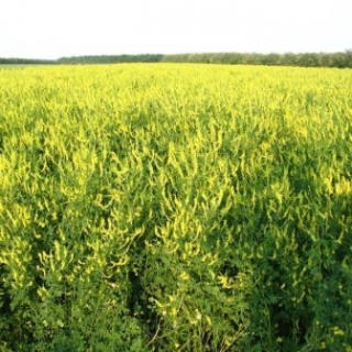 Донник желтый Альшеевский 1 кг - ООО «Семена Тут»