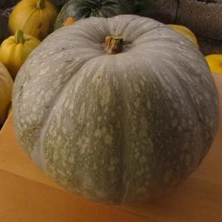 img-1: Тыква крупноплодная Заславия - ООО «Семена Тут»
