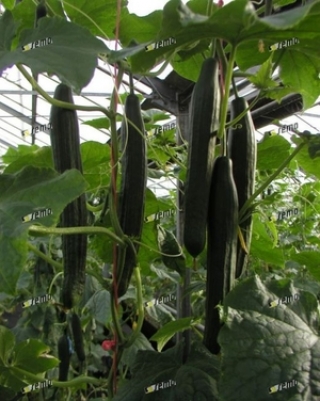 Огурец Карим F1 - ООО «Семена Тут»